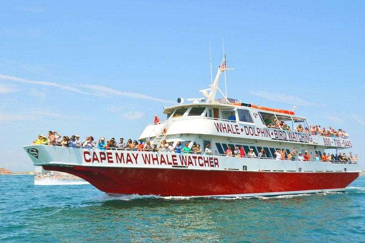 Whale and Dolphin Watching Cruise from Cape May - Photo 1 of 18